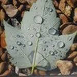 Meet your Posher, Dixie